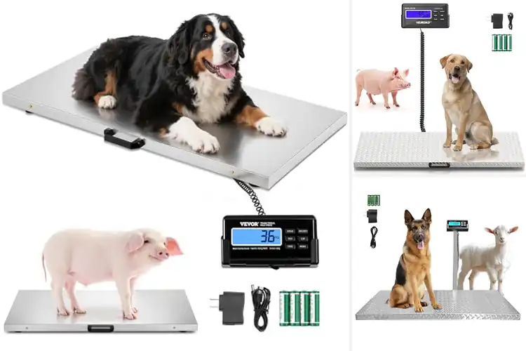 Detailed view of Best Livestock Weighing Scales